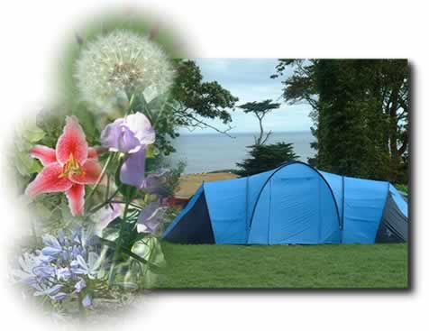 blue tent with flowers
