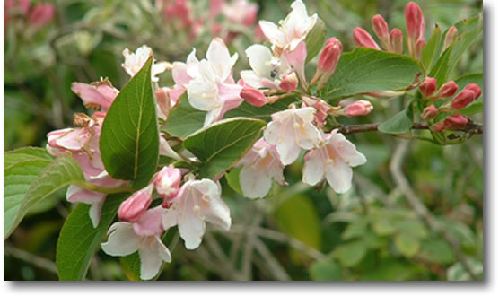 weigela